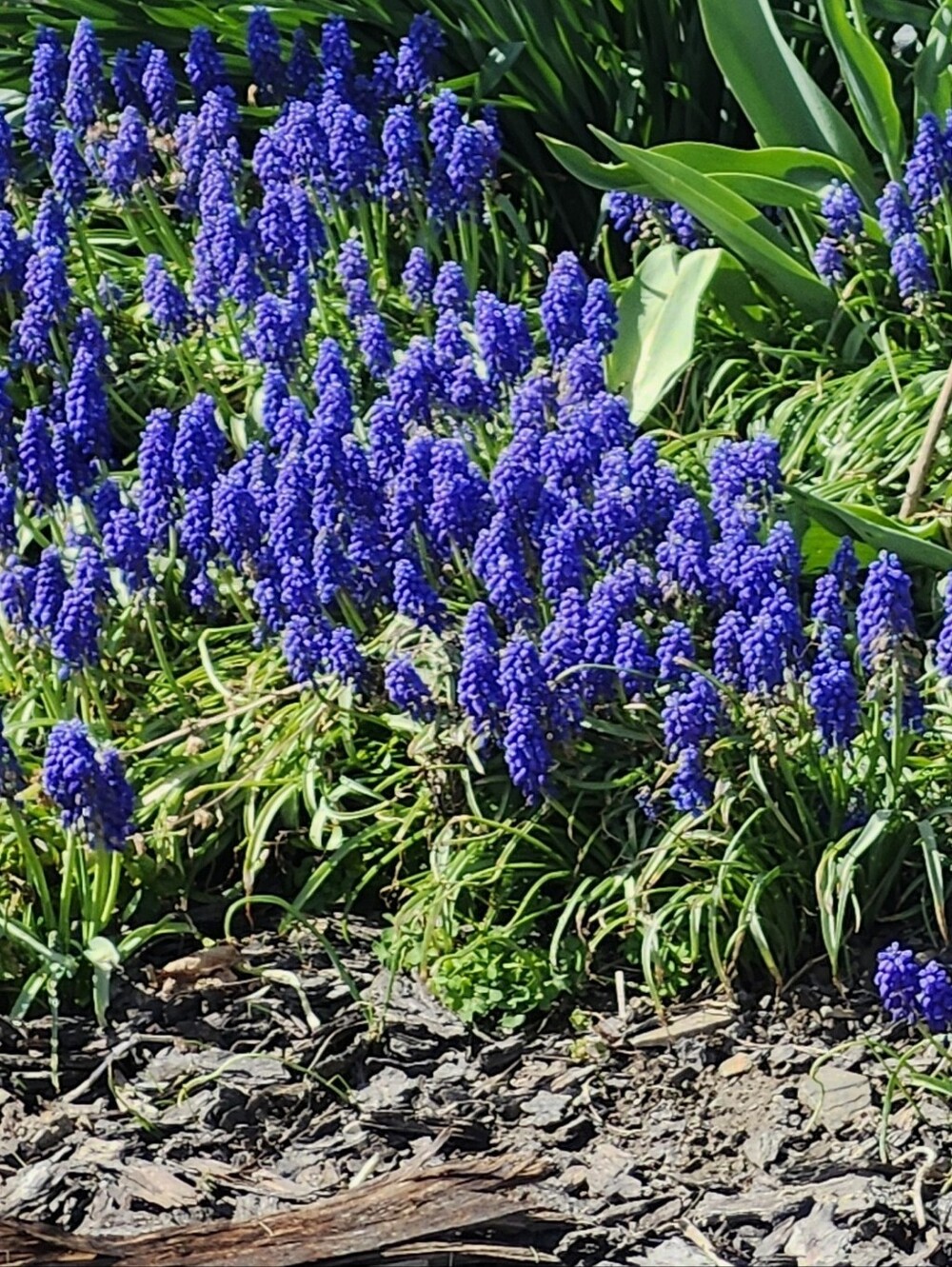 Angela Key Cover Free Perennial Grape Hyacinth 10 Bulbs